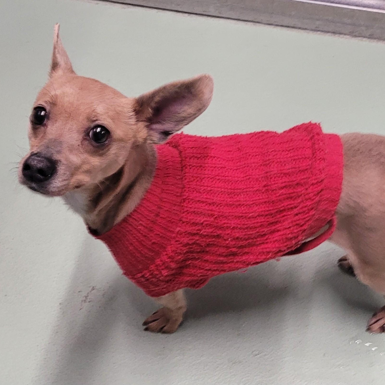 Enlarge Dawn! Cute Chi Girl!, a ADOPTABLE Chihuahua in Meriden, CT image 3/6