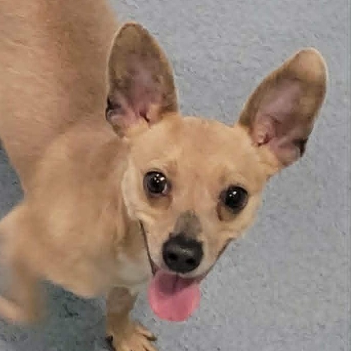 Enlarge Dawn! Cute Chi Girl!, a ADOPTABLE Chihuahua in Meriden, CT image 2/6