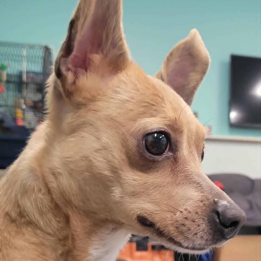 Enlarge Dawn! Cute Chi Girl!, a ADOPTABLE Chihuahua in Meriden, CT image 6/6