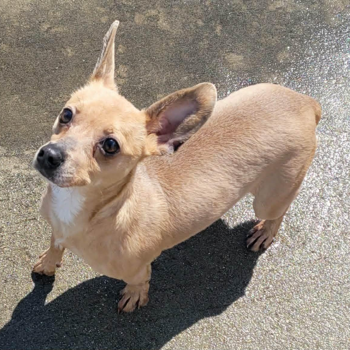 Enlarge Dawn! Cute Chi Girl!, a ADOPTABLE Chihuahua in Meriden, CT image 5/6
