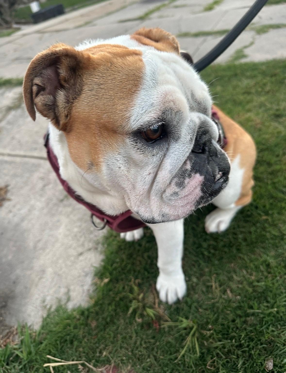Mochi, an adopted English Bulldog in San Diego, CA image 2/2