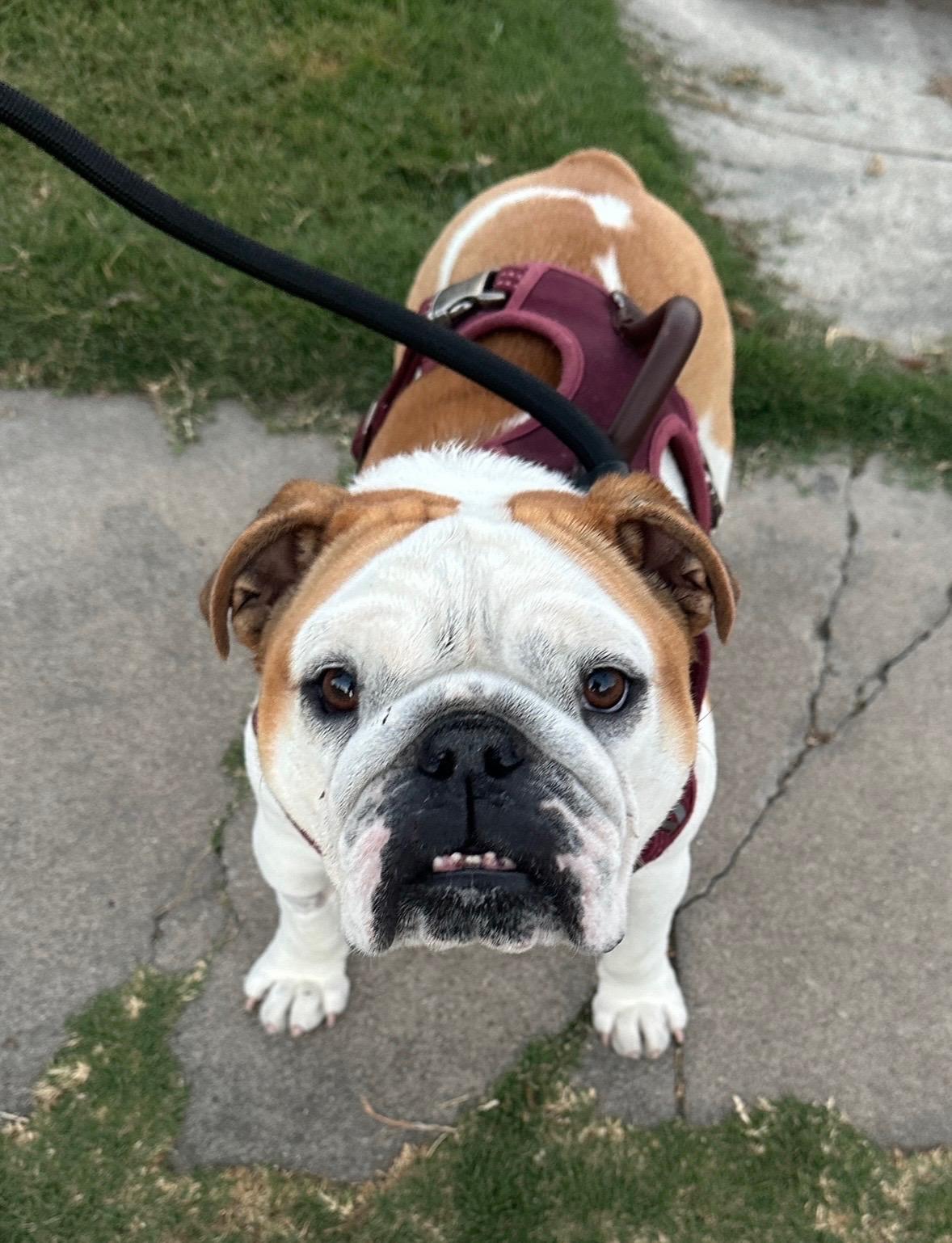 Mochi, an adopted English Bulldog in San Diego, CA image 1/2