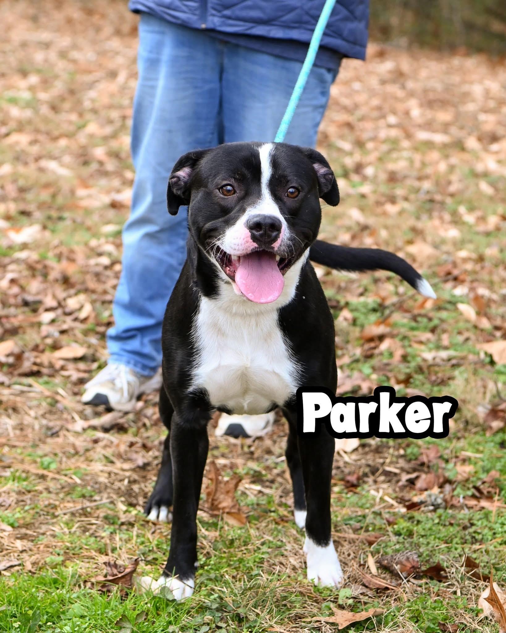 Parker, adopted, Young Male Pit Bull Terrier & Border Collie.