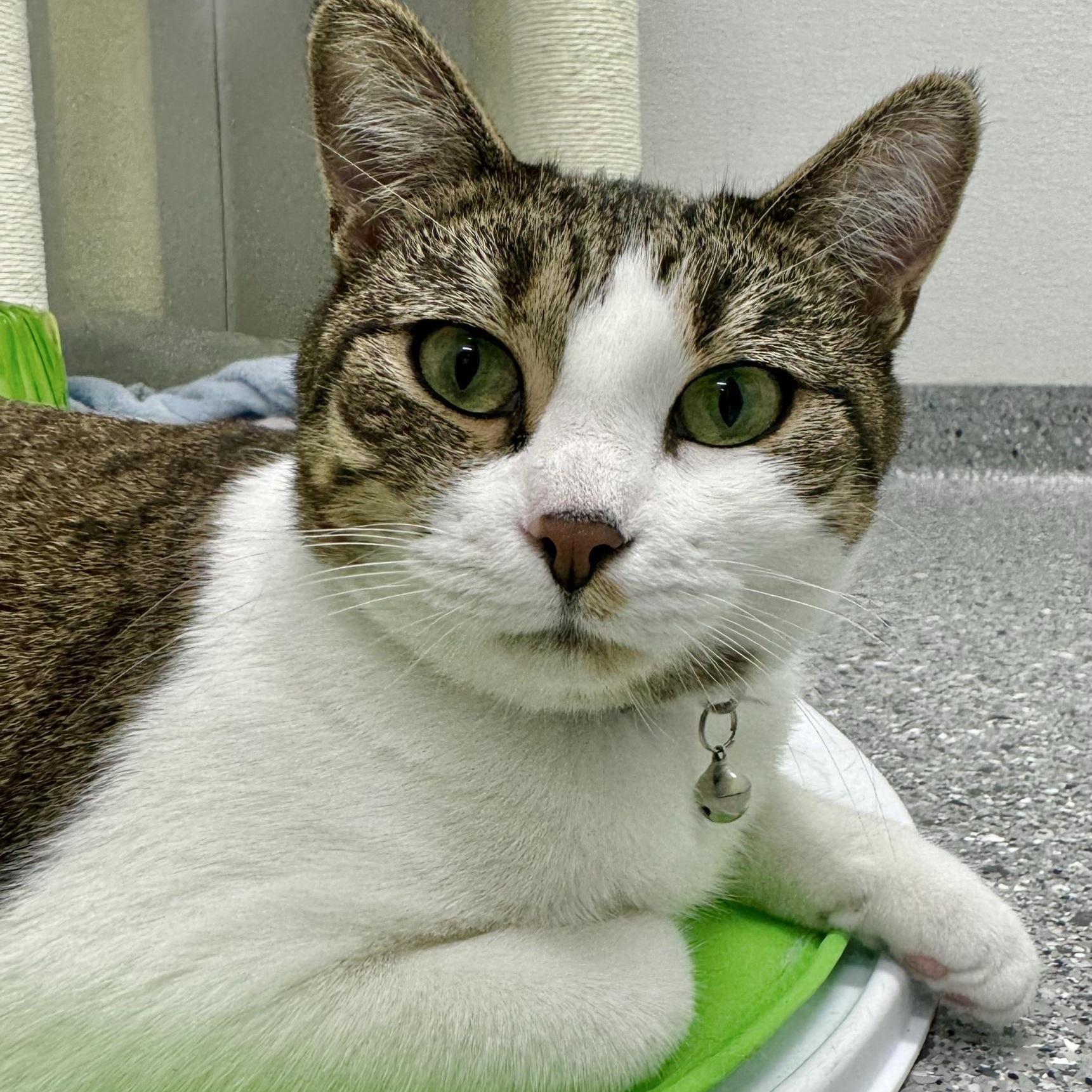 Iris, Adoptable, Adult Female Domestic Short Hair.