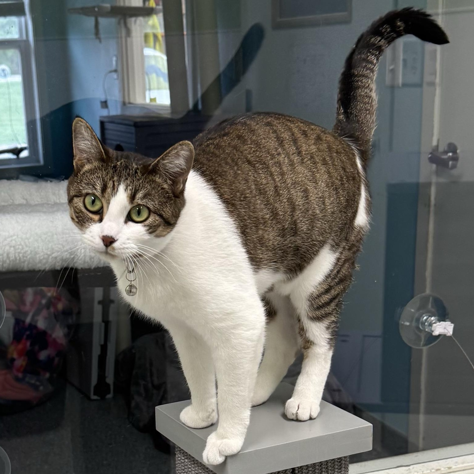 Enlarge Iris, a Adoptable Domestic Short Hair in Morris, MN image 3/4