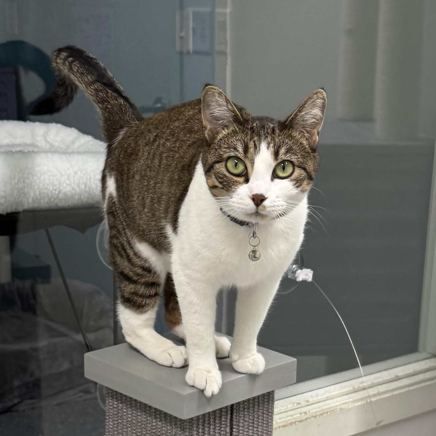 Enlarge Iris, a Adoptable Domestic Short Hair in Morris, MN image 2/4