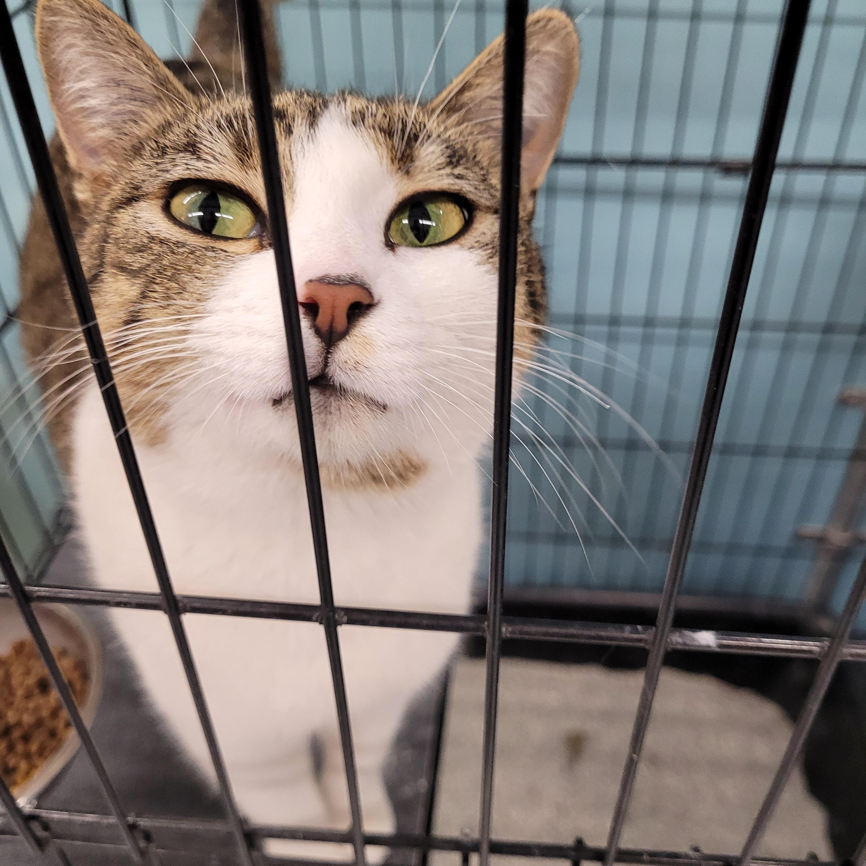 Iris, Adoptable, Adult Female Domestic Short Hair.