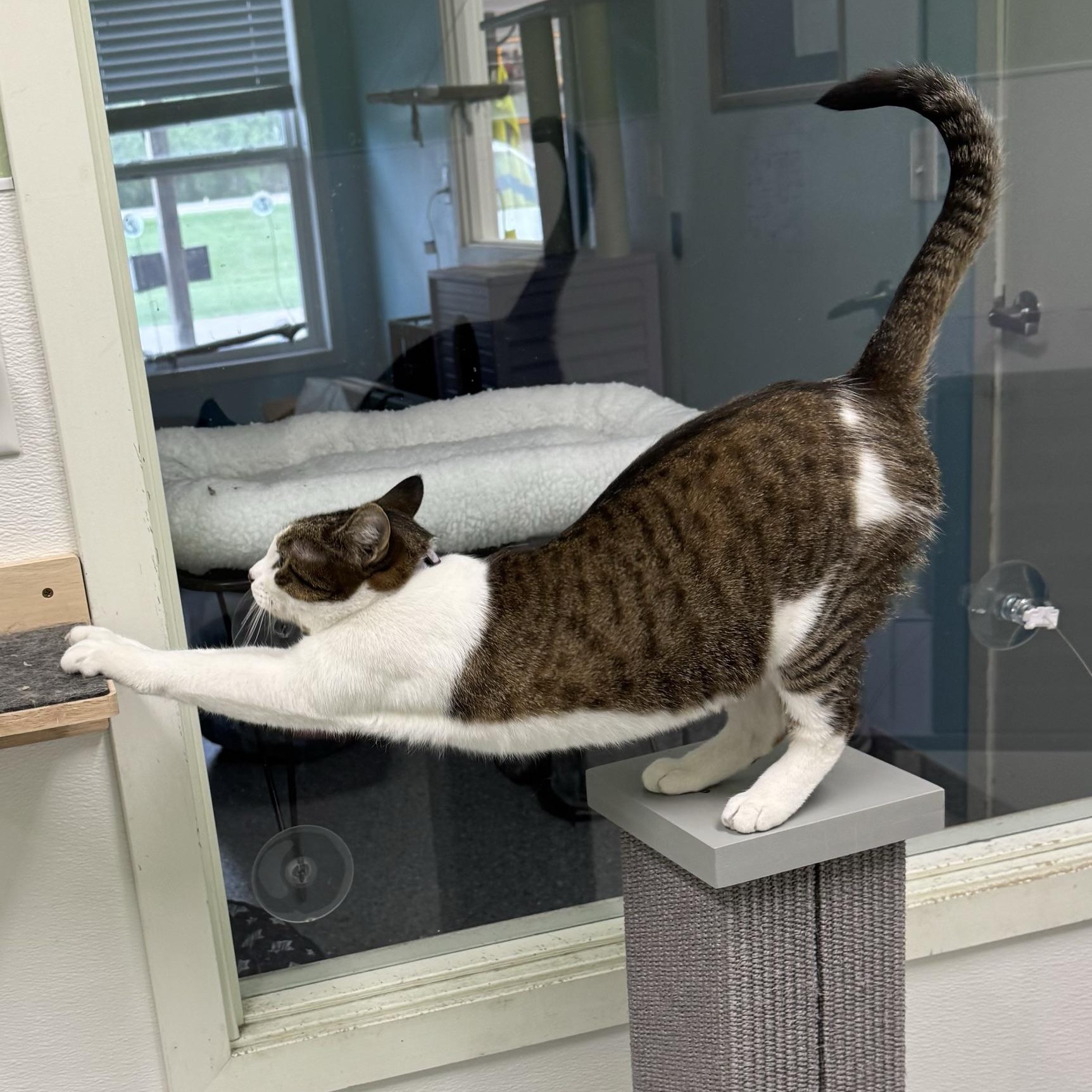 Enlarge Iris, a Adoptable Domestic Short Hair in Morris, MN image 4/4