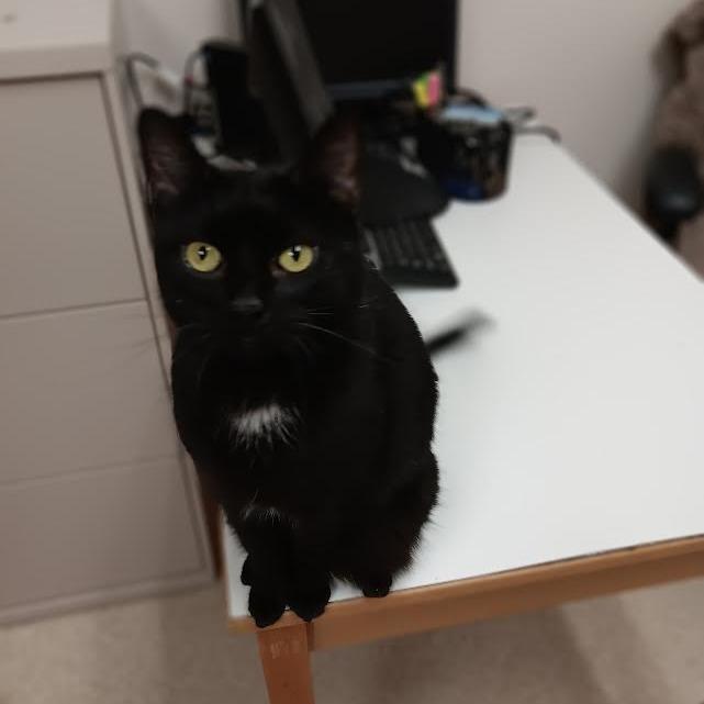 Enlarge Kendall, a Adoptable mixed breed in Springfield, MA image 1/5