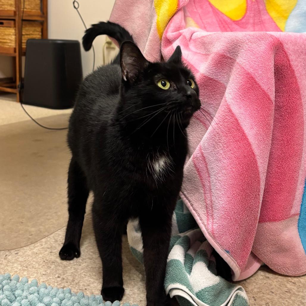 Enlarge Kendall, a Adoptable mixed breed in Springfield, MA image 2/5