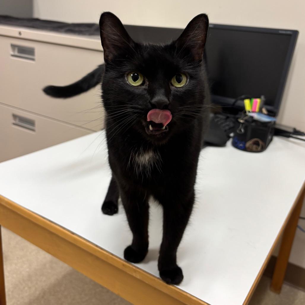 Enlarge Kendall, a Adoptable mixed breed in Springfield, MA image 3/5