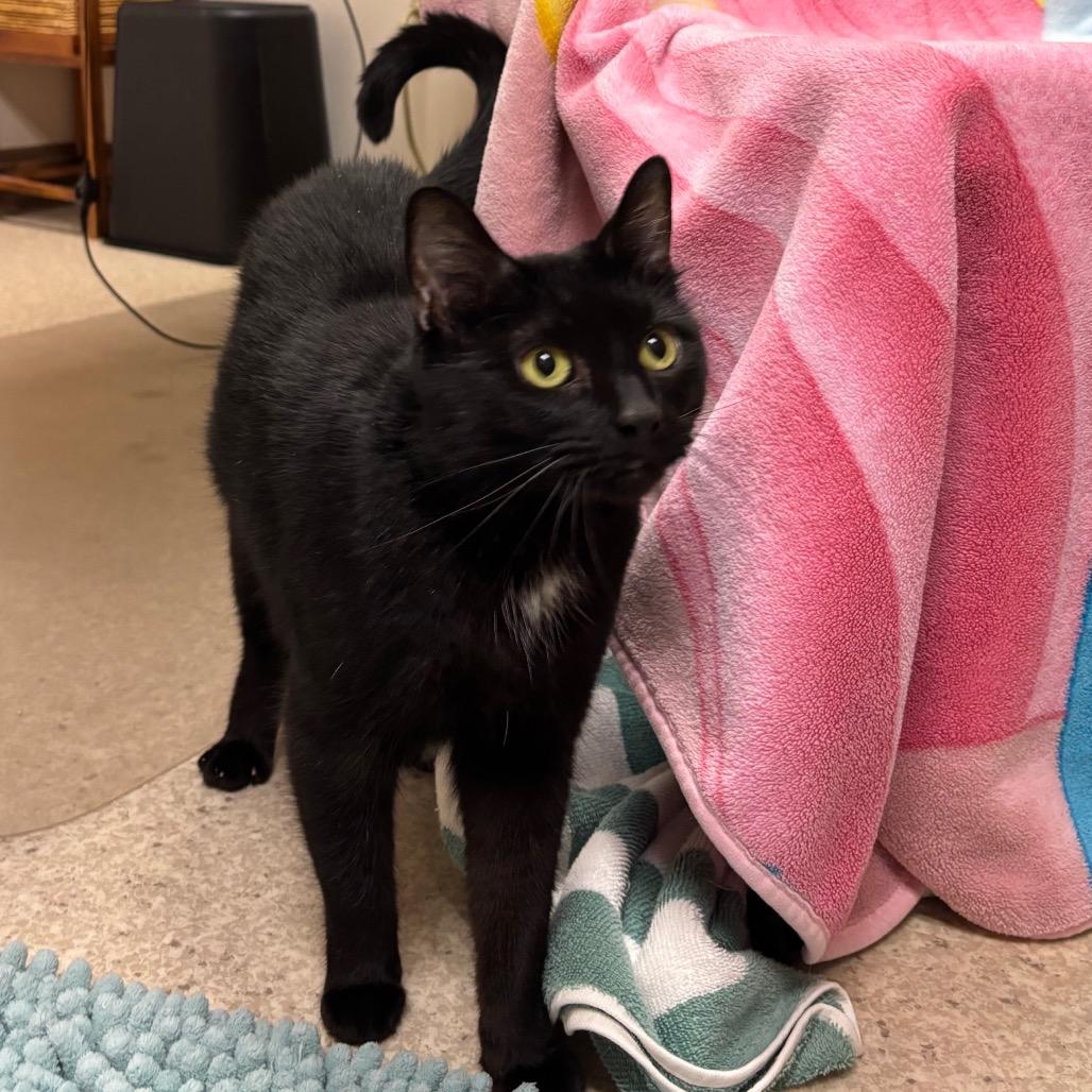 Enlarge Kendall, a Adoptable mixed breed in Springfield, MA image 4/5