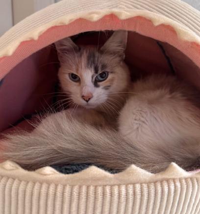 Enlarge Sophie, a ADOPTABLE mixed breed in Davis, CA image 3/3