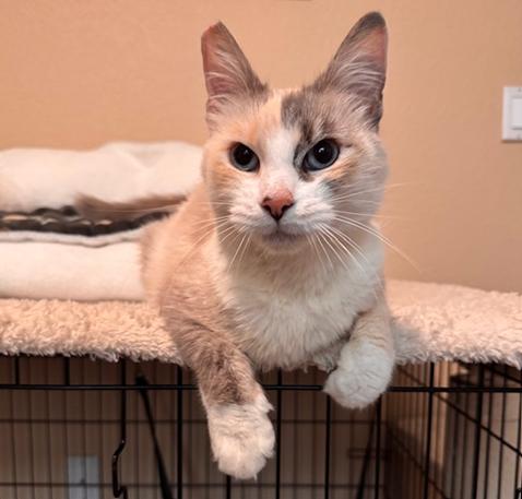 Enlarge Sophie, a ADOPTABLE mixed breed in Davis, CA image 2/3