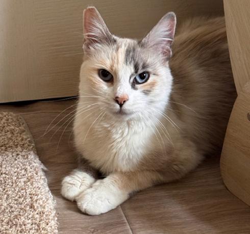 Sophie, ADOPTABLE, Young Female Ragdoll.