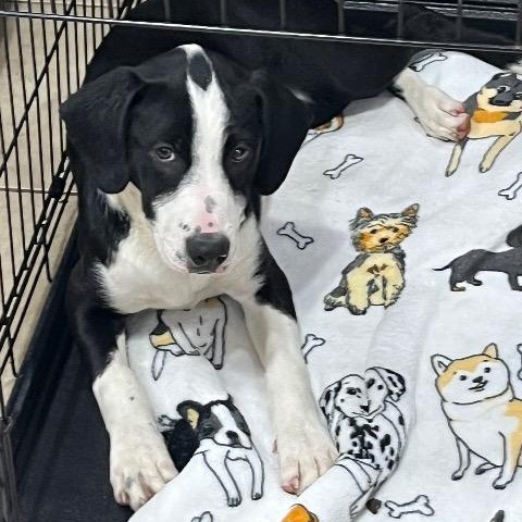 Enlarge Bliss, a ADOPTABLE mixed breed in Chelmsford, MA image 4/4