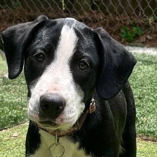 Enlarge Bliss, a ADOPTABLE mixed breed in Chelmsford, MA image 3/4