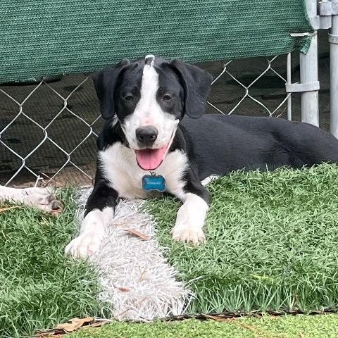 Enlarge Bliss, a ADOPTABLE mixed breed in Chelmsford, MA image 2/4