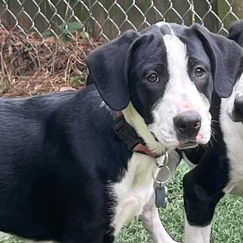 Bliss, ADOPTABLE, Puppy Female Labrador Retriever.