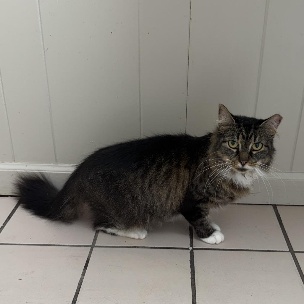Enlarge TUSC-Stray-85435_2_3, a Adoptable Domestic Short Hair in Tuscaloosa, AL image 1/1