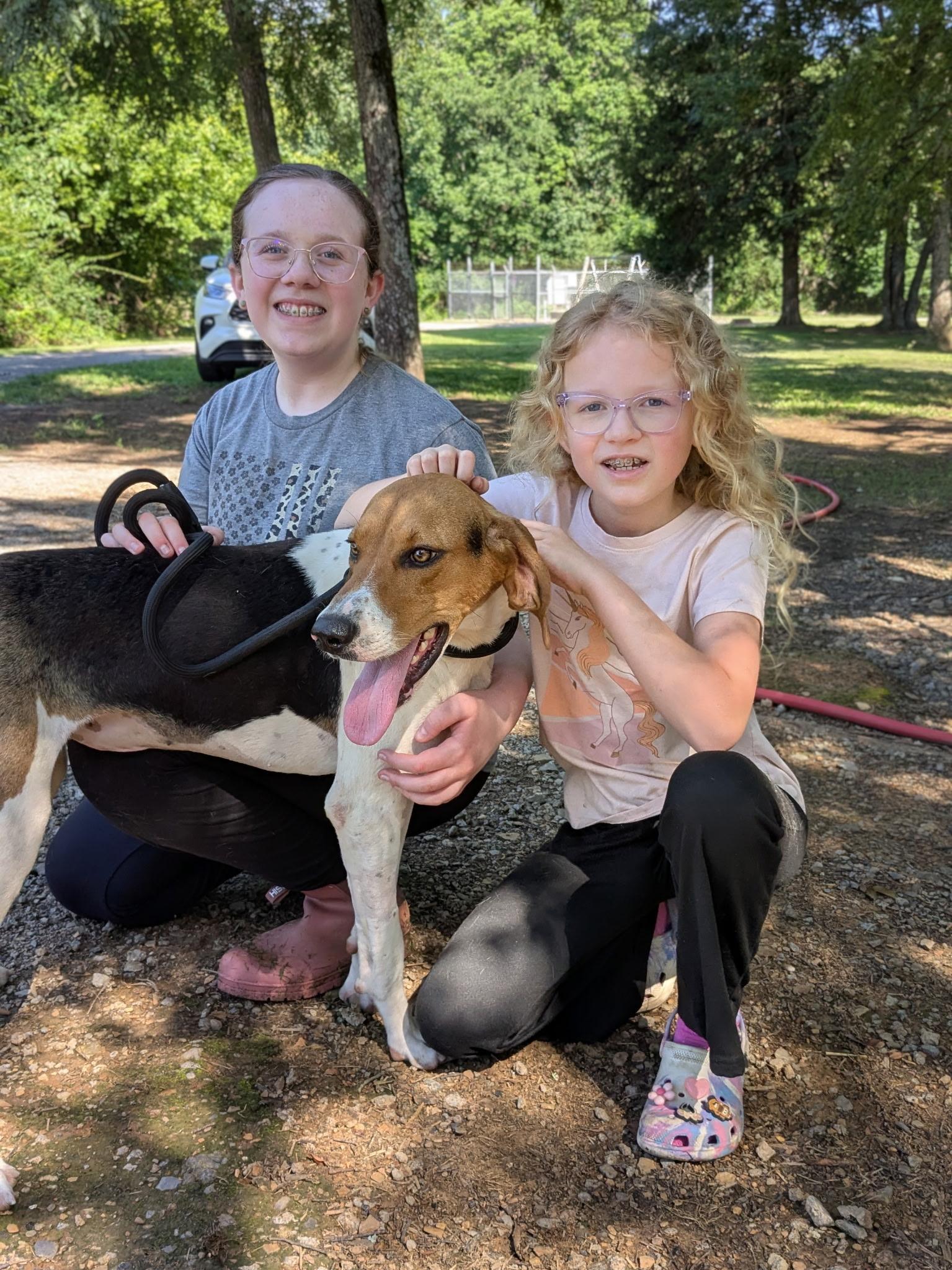 Enlarge Jenny Lynn, a Adoptable Treeing Walker Coonhound in Manchester, CT image 6/6