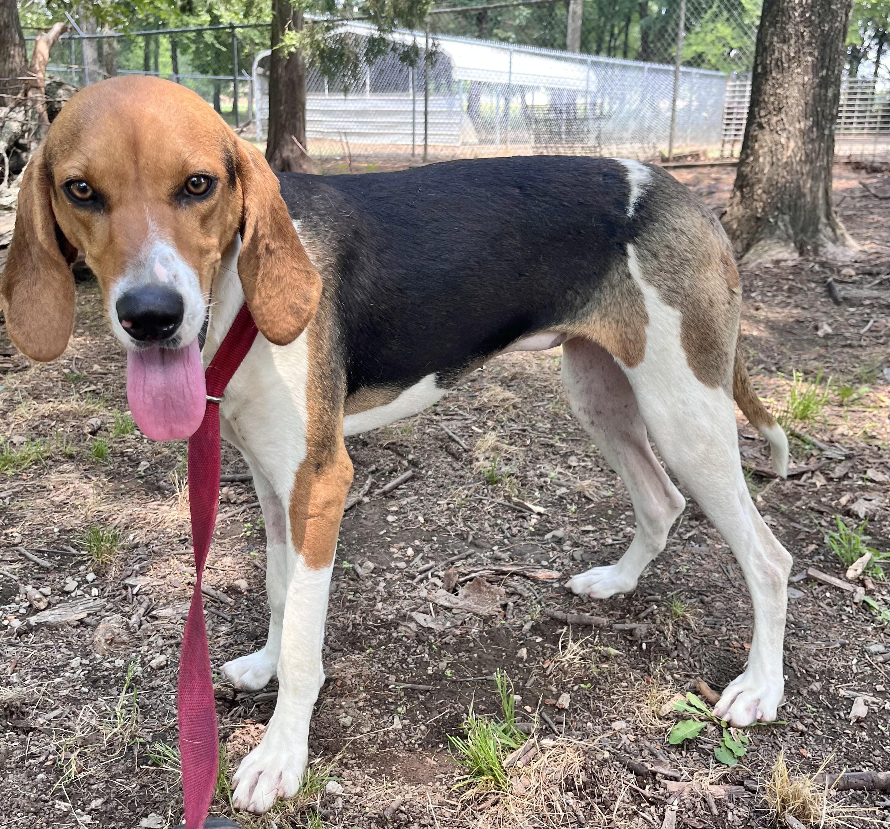 Jenny Lynn, ADOPTABLE, Adult • Female, Treeing Walker Coonhound.