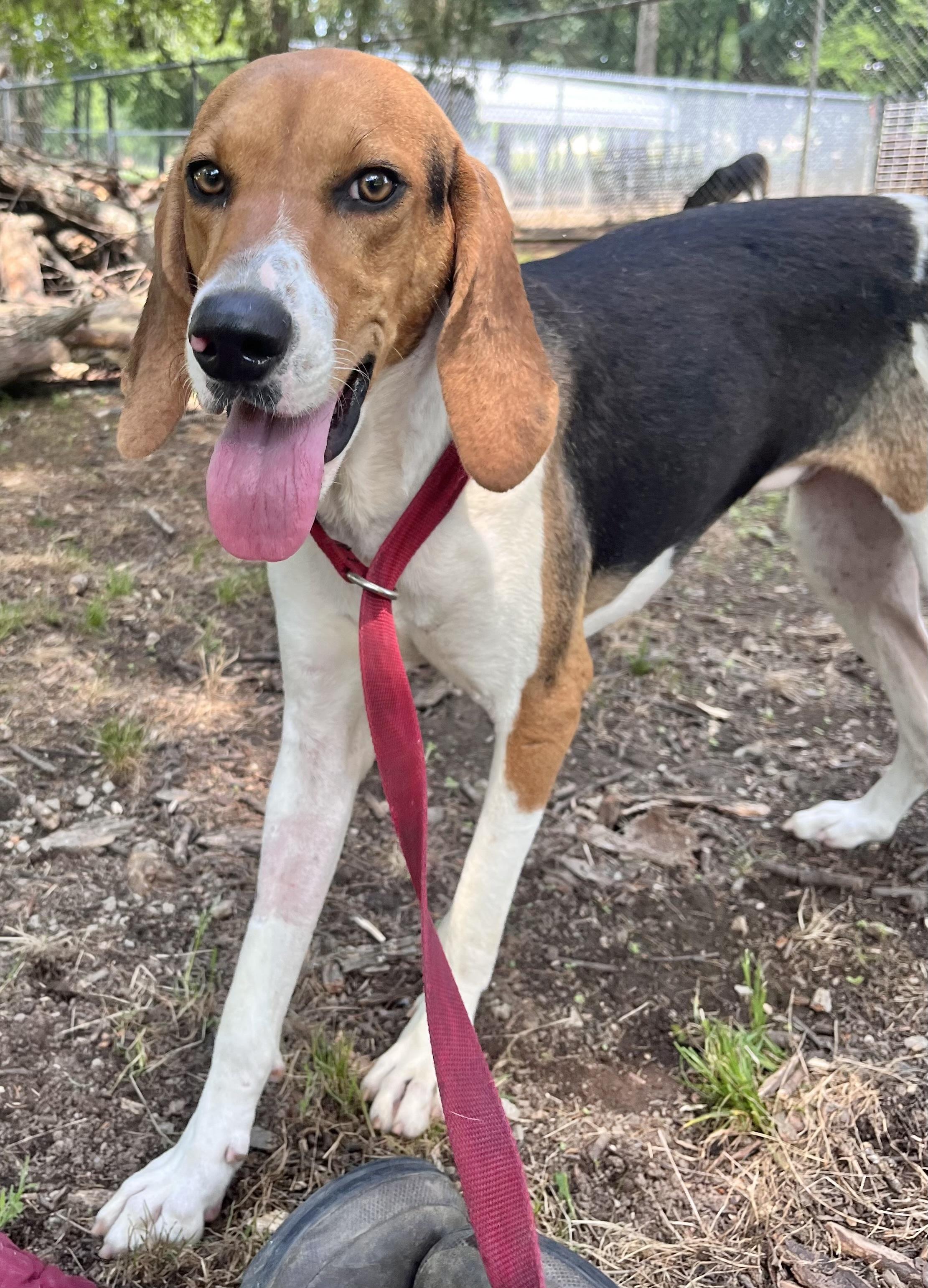 Enlarge Jenny Lynn, a Adoptable Treeing Walker Coonhound in Manchester, CT image 4/6