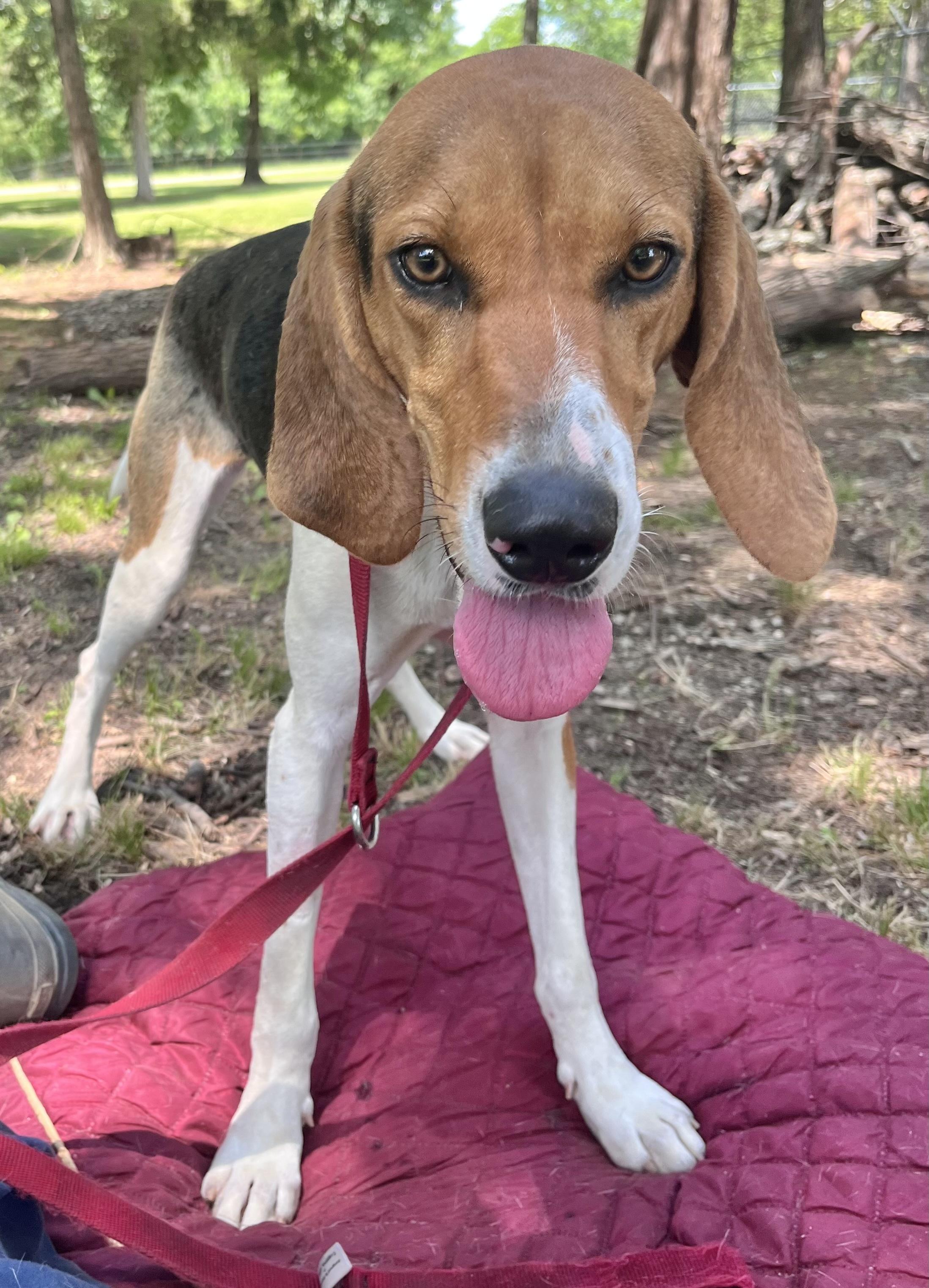 Enlarge Jenny Lynn, a Adoptable Treeing Walker Coonhound in Manchester, CT image 3/6