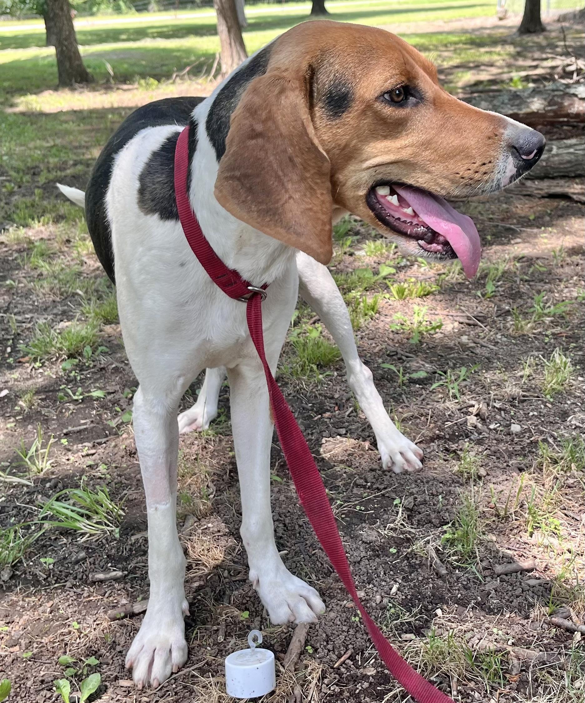 Enlarge Jenny Lynn, a Adoptable Treeing Walker Coonhound in Manchester, CT image 5/6