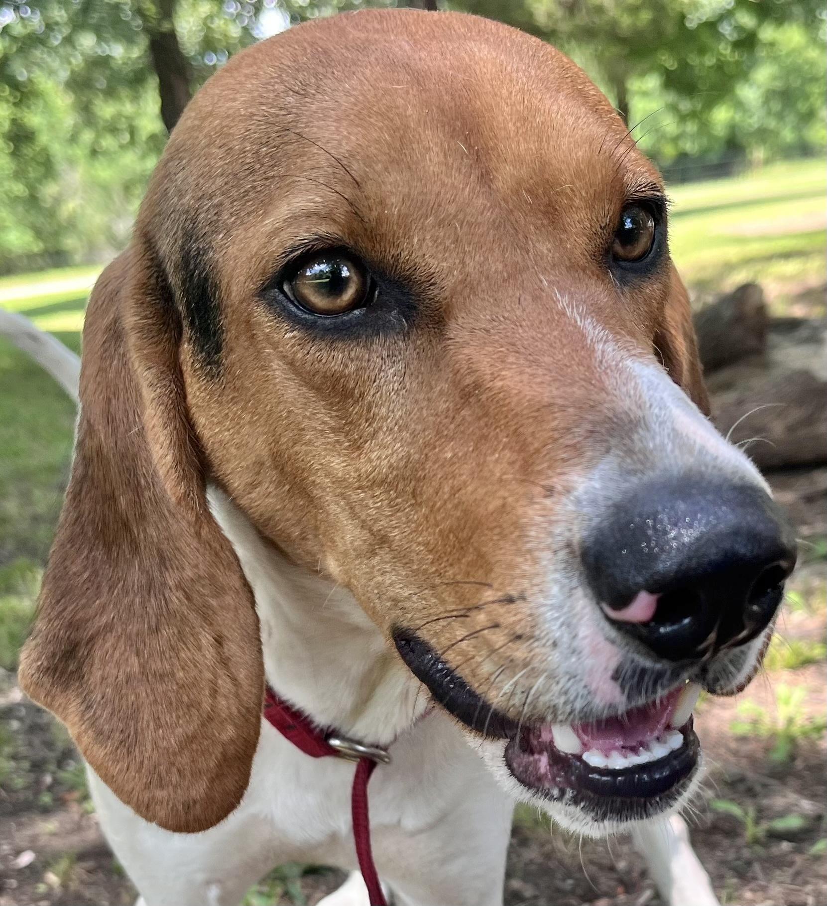 Enlarge Jenny Lynn, a Adoptable Treeing Walker Coonhound in Manchester, CT image 2/6