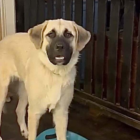 TEXAS, DALLAS; ***URGENT ***FOSTER OR FOSTER TO ADOPT; 