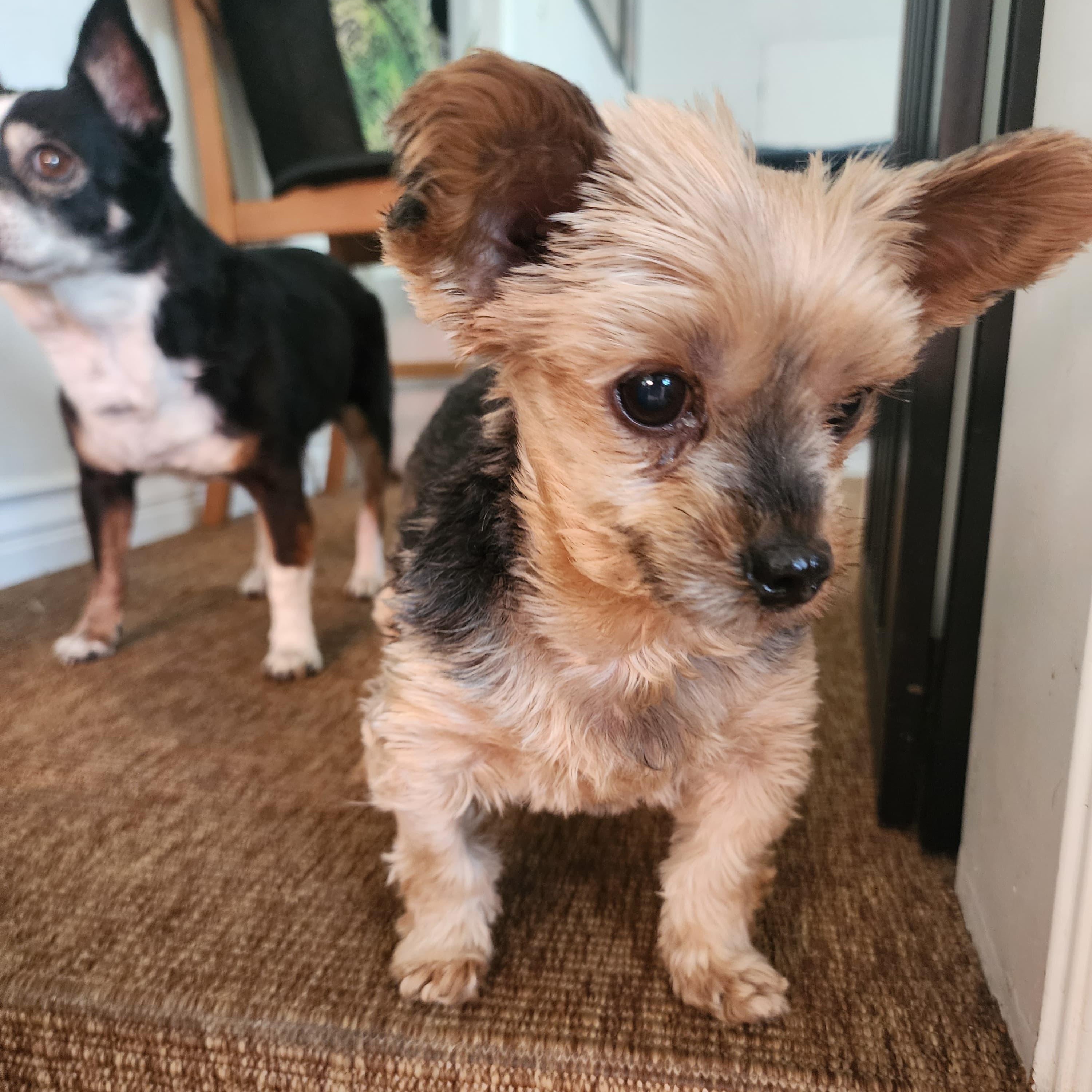 Princess, a ADOPTABLE mixed breed in Thousand Oaks, CA image 1/5