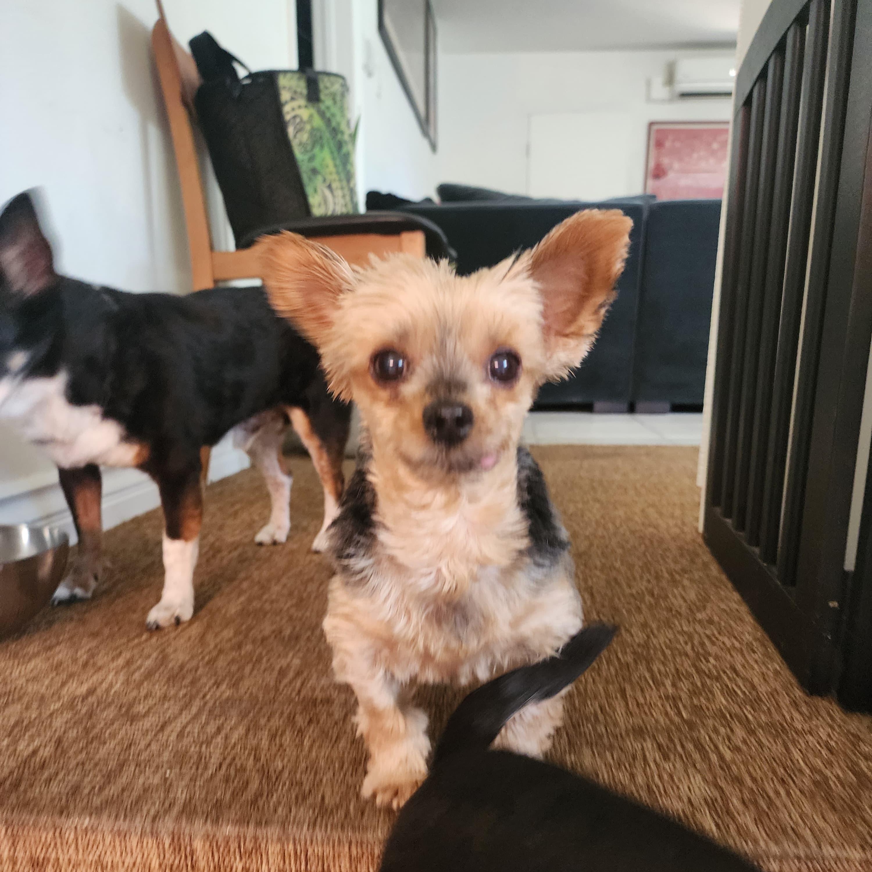 Princess, a ADOPTABLE mixed breed in Thousand Oaks, CA image 3/5