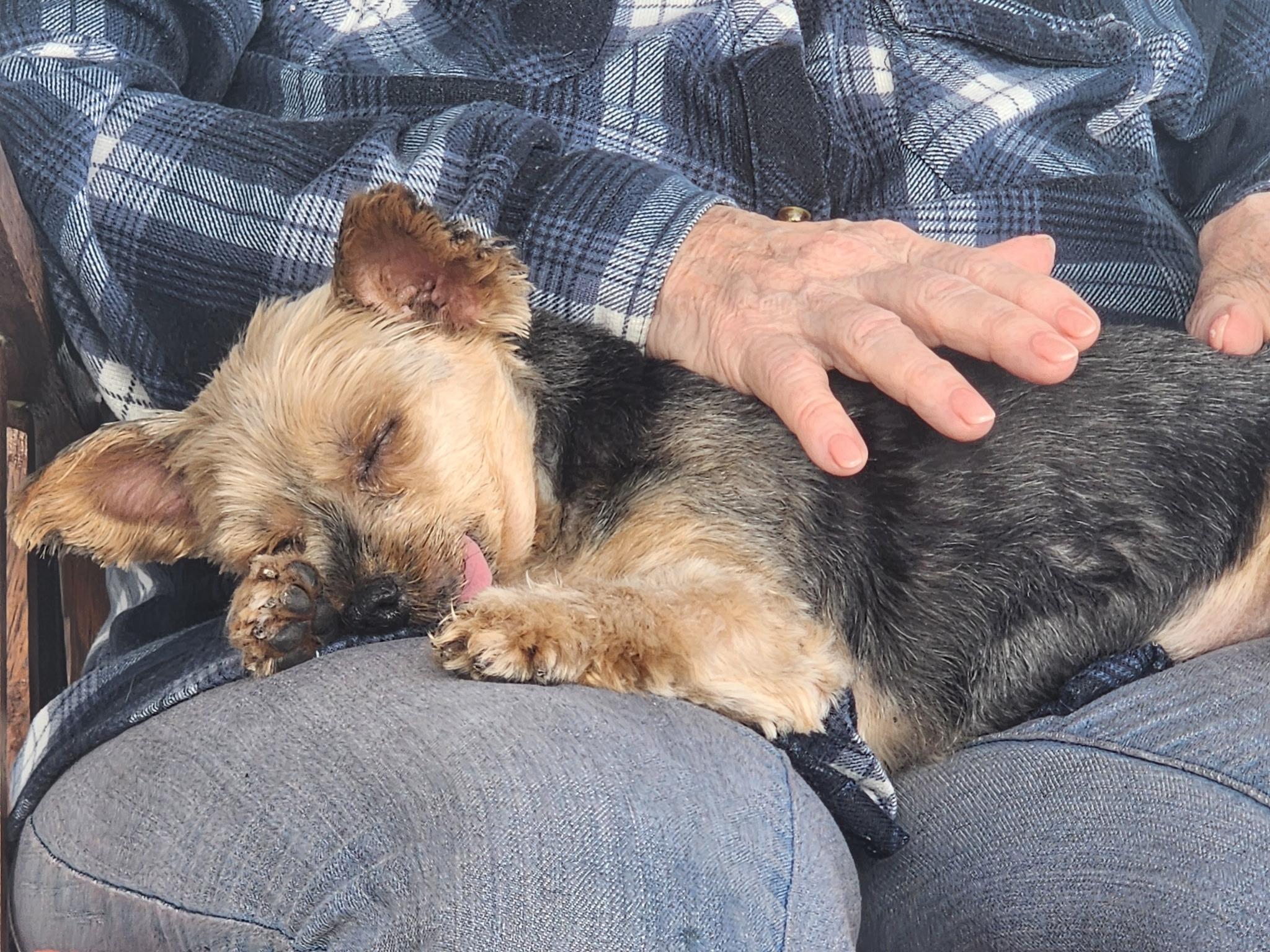 Princess, a ADOPTABLE mixed breed in Thousand Oaks, CA image 4/5