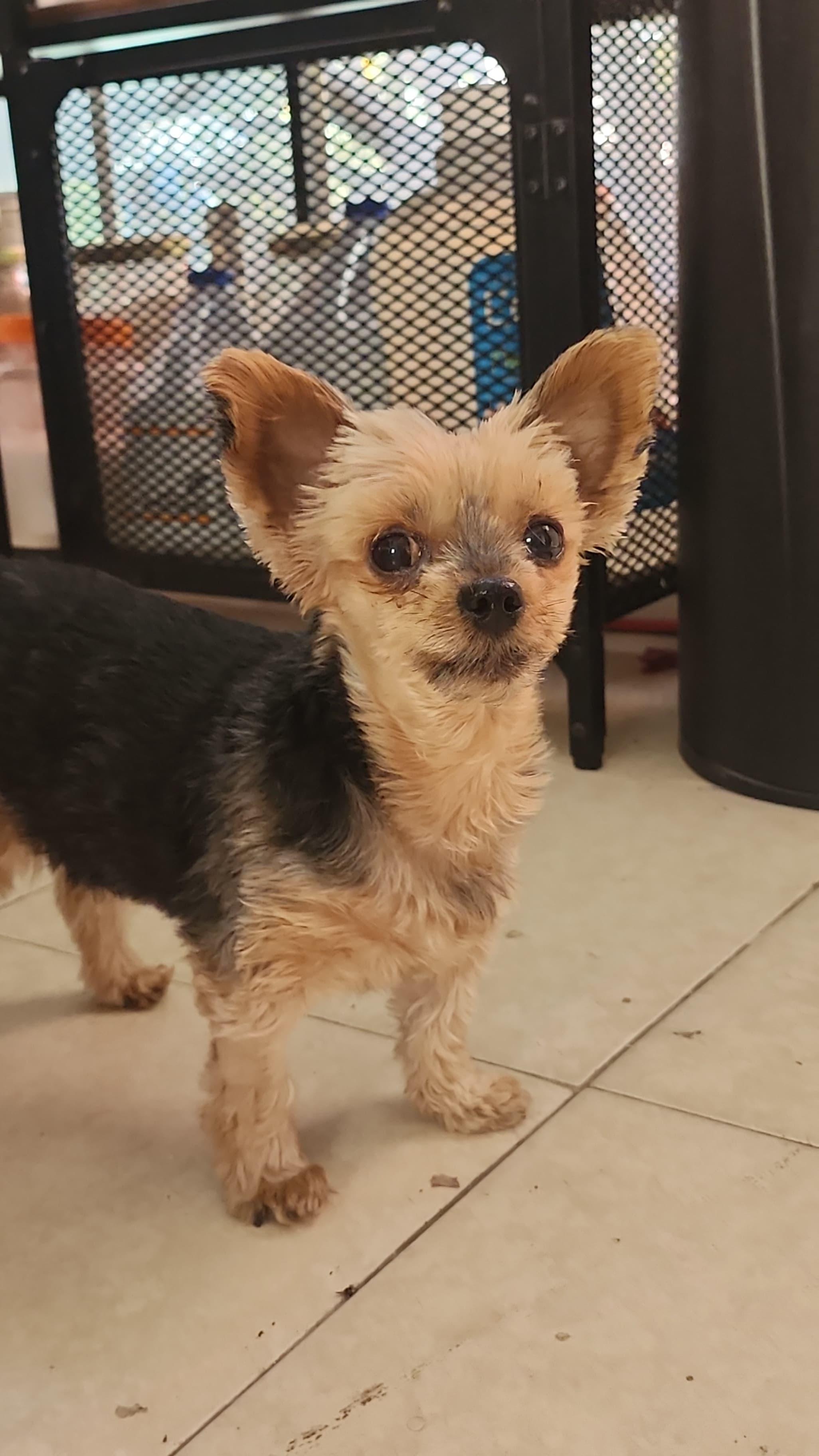 Princess, a ADOPTABLE mixed breed in Thousand Oaks, CA image 2/5