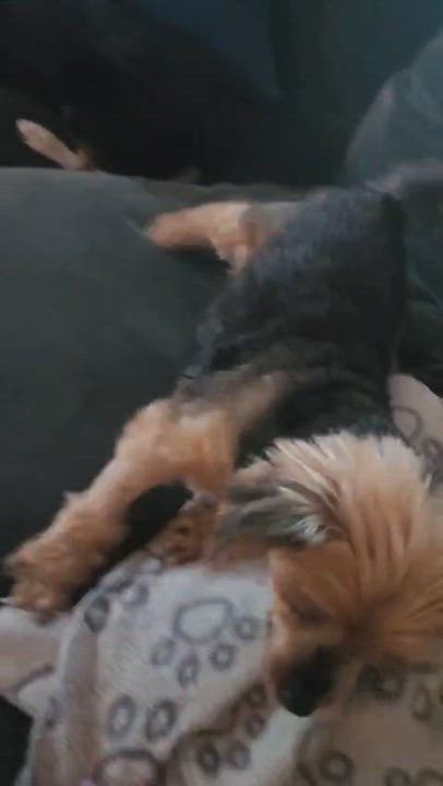 Enlarge Princess, a ADOPTABLE mixed breed in Thousand Oaks, CA video 5/5