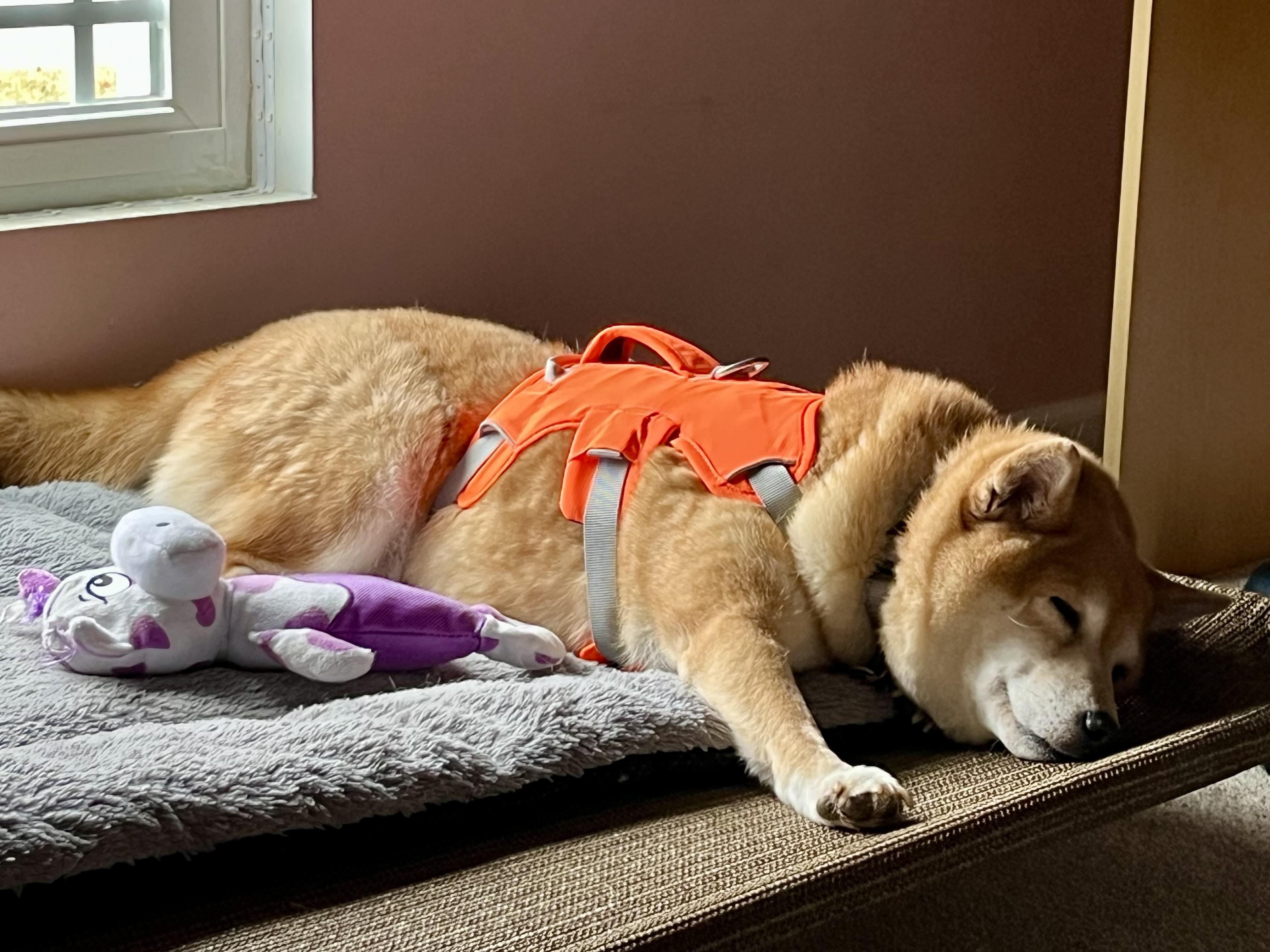 Foxy, a ADOPTABLE Shiba Inu in Jonesburg, MO image 6/6