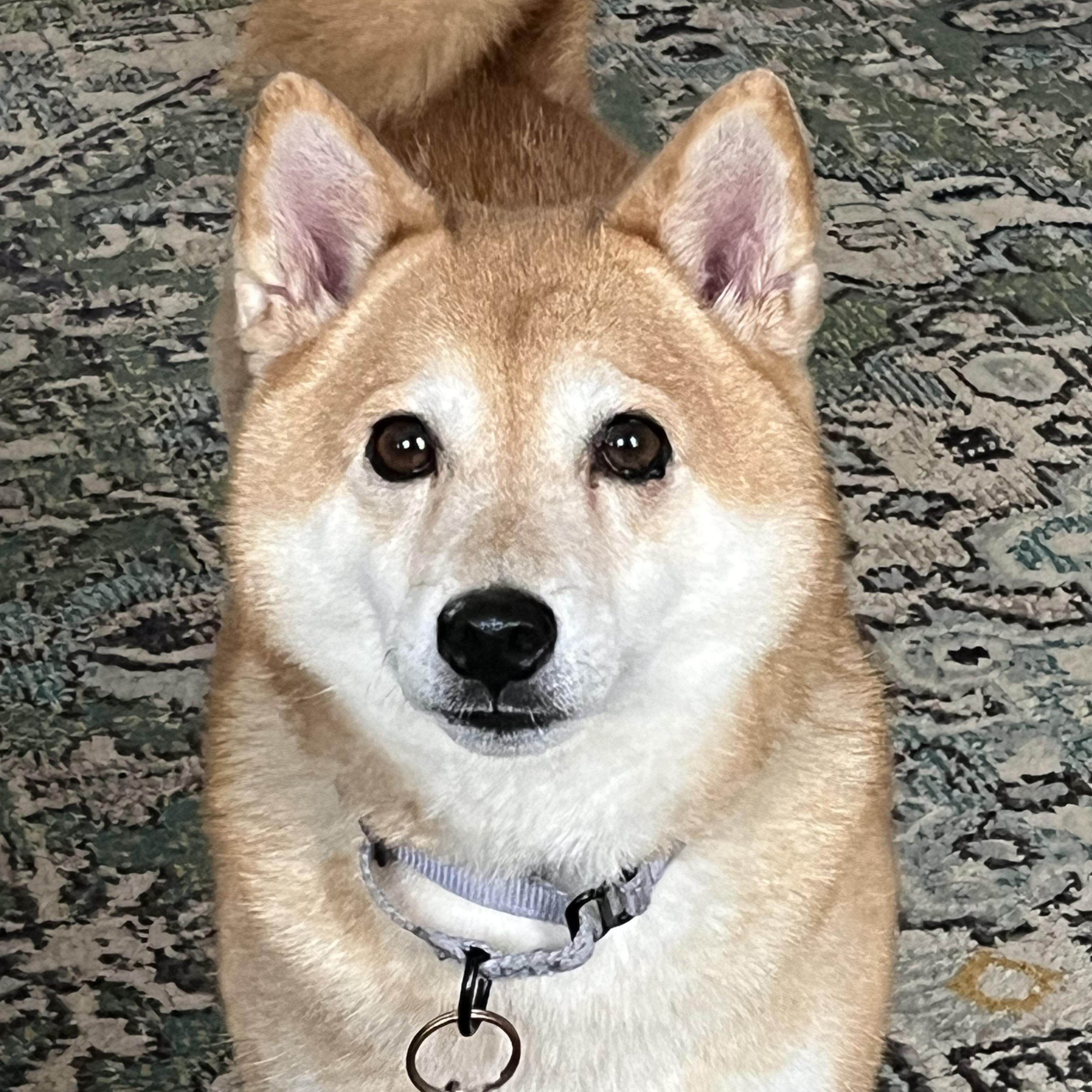 Foxy, a ADOPTABLE Shiba Inu in Jonesburg, MO image 1/6
