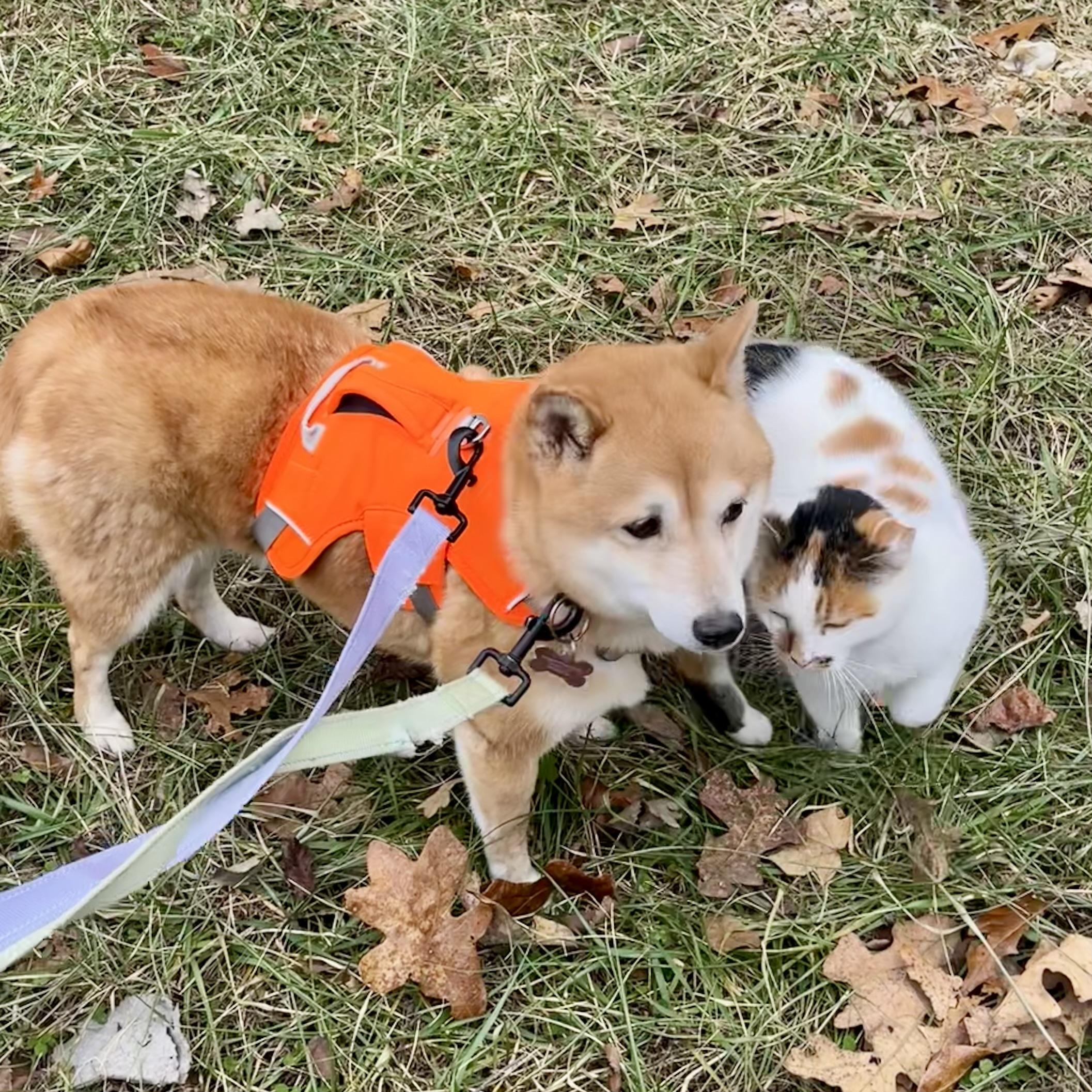 Foxy, a ADOPTABLE Shiba Inu in Jonesburg, MO image 2/6