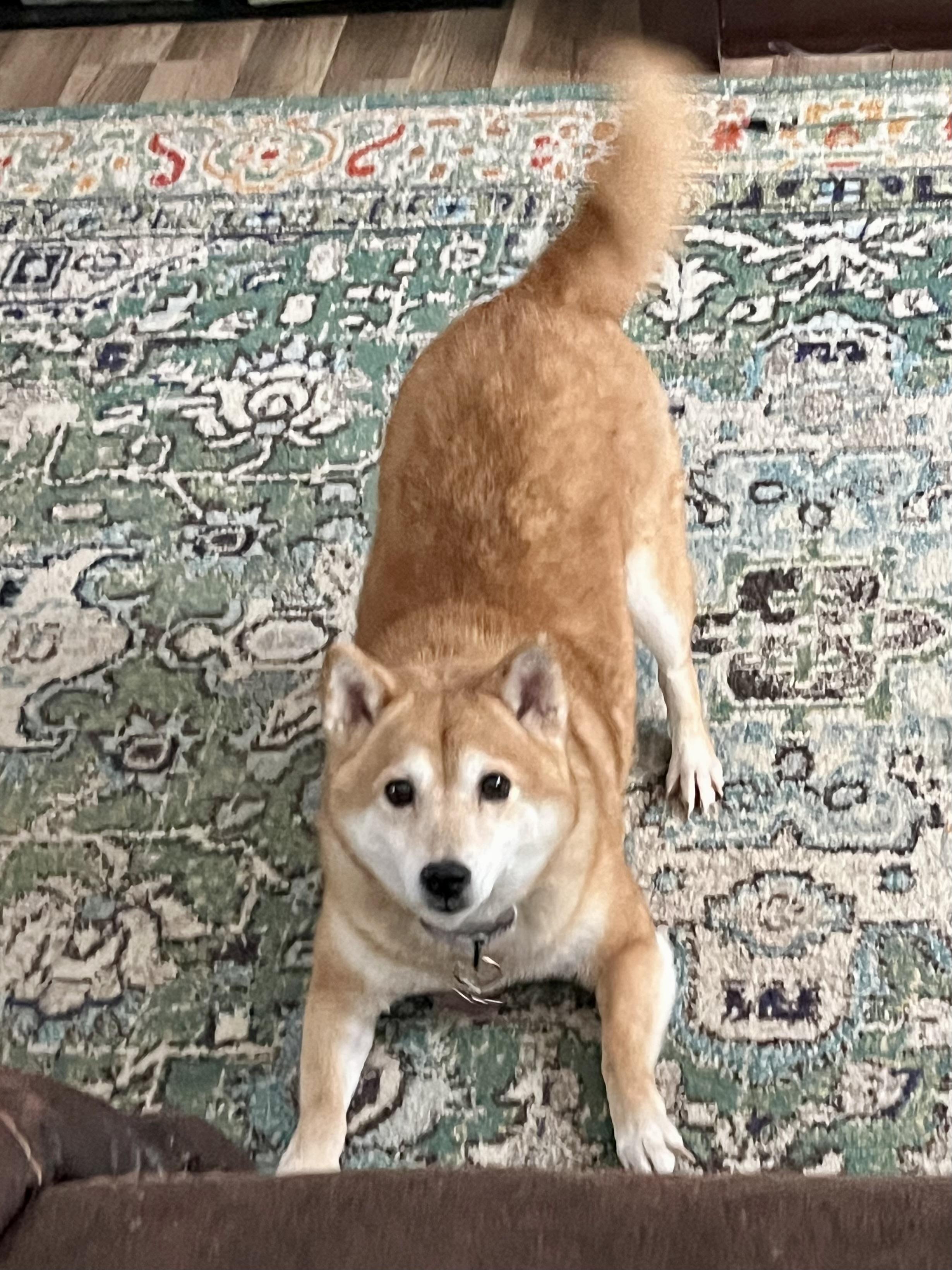 Foxy, a ADOPTABLE Shiba Inu in Jonesburg, MO image 3/6