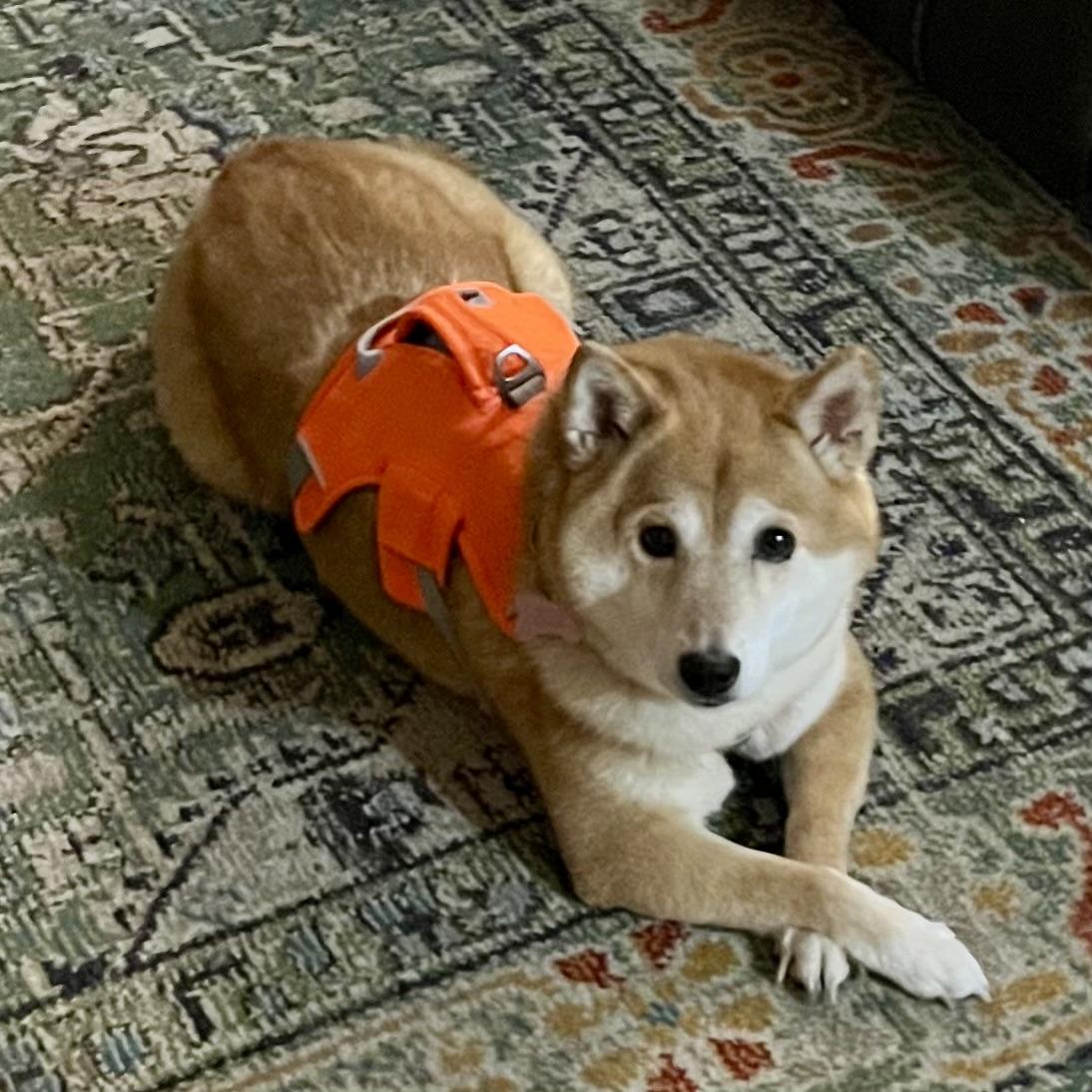 Foxy, a ADOPTABLE Shiba Inu in Jonesburg, MO image 5/6