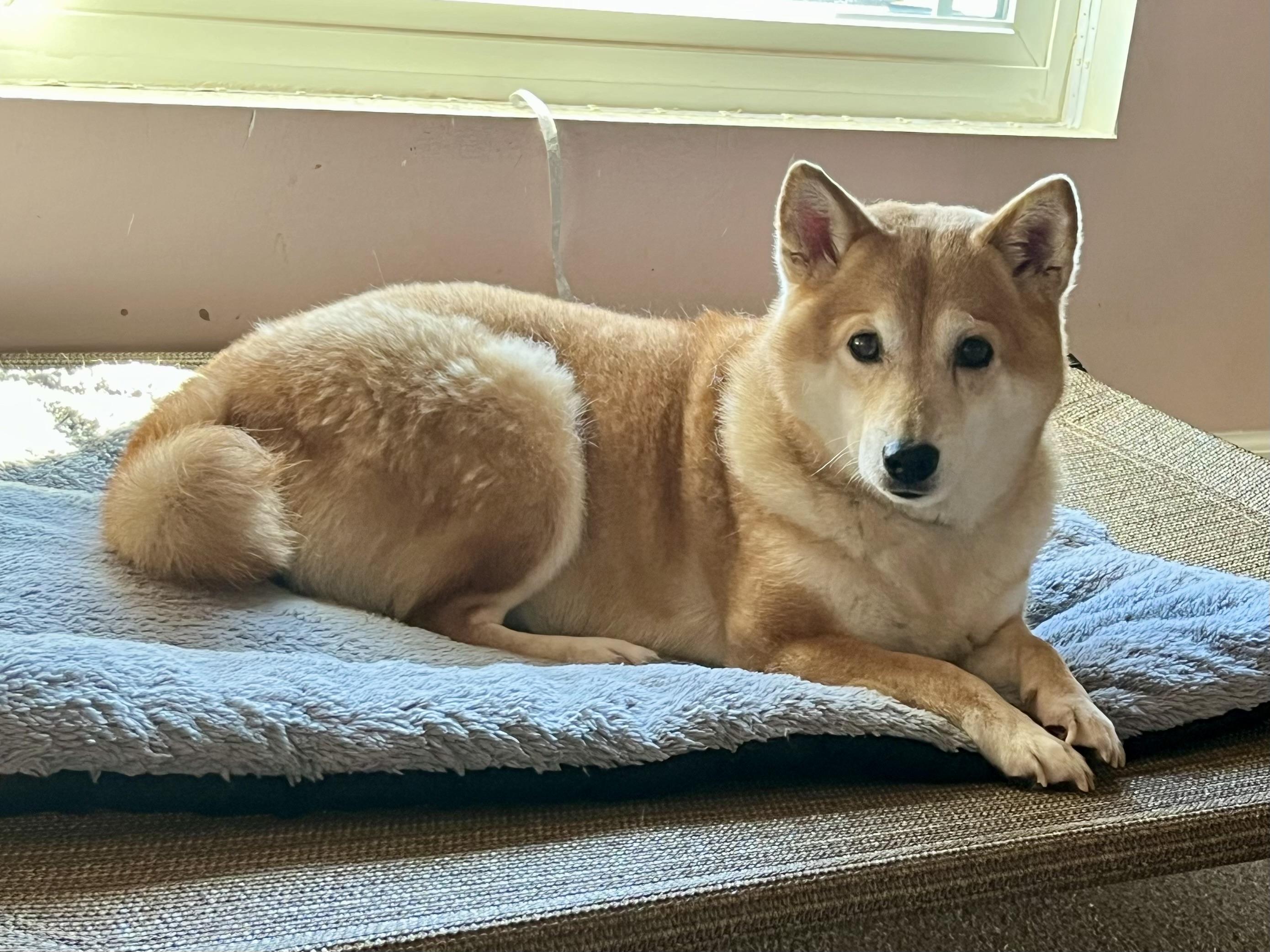 Foxy, a ADOPTABLE Shiba Inu in Jonesburg, MO image 4/6