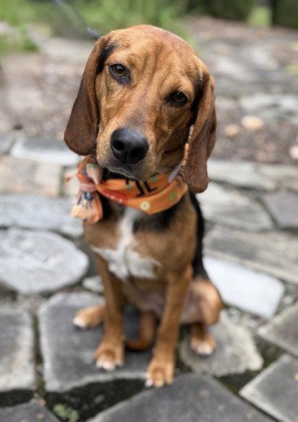 J. Boomhauer, Adoptable, Adult Male Hound.