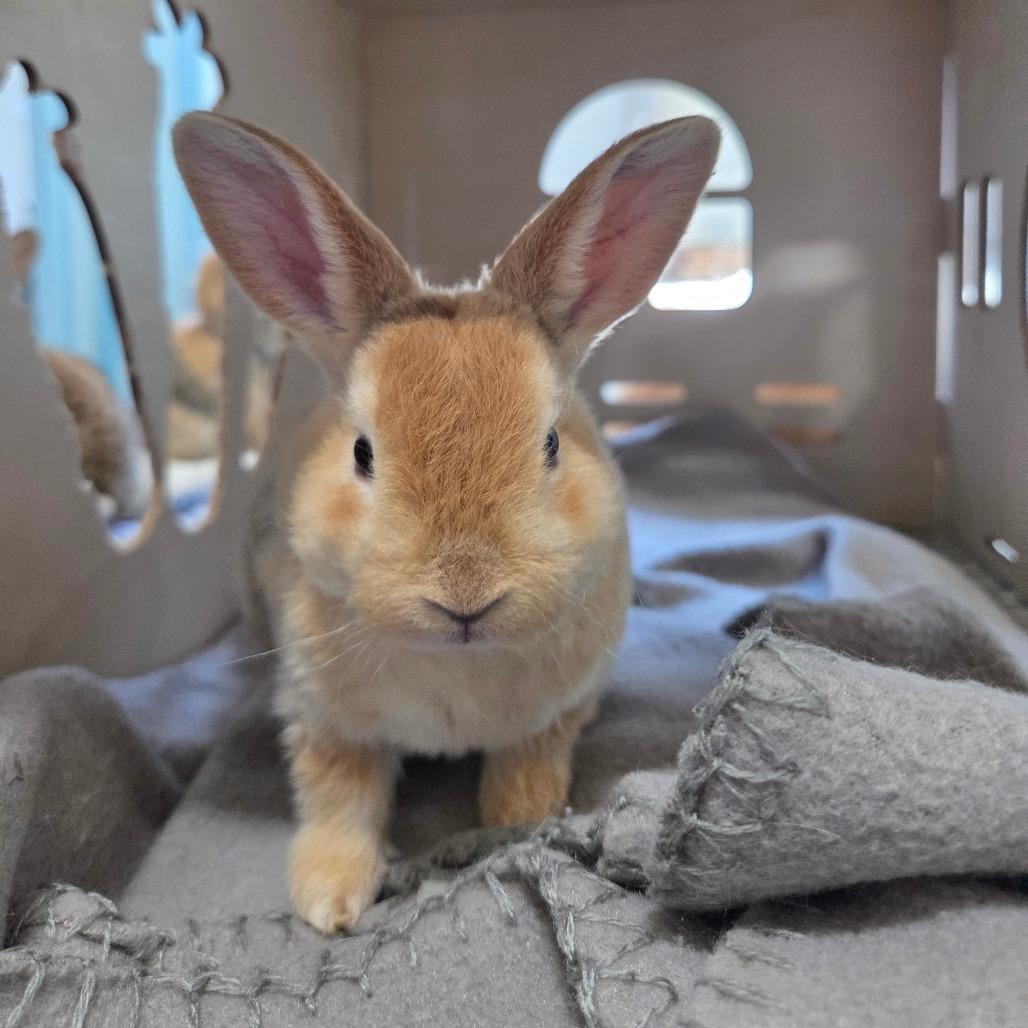 Pooh, Adoptable, Baby Male Bunny Rabbit.