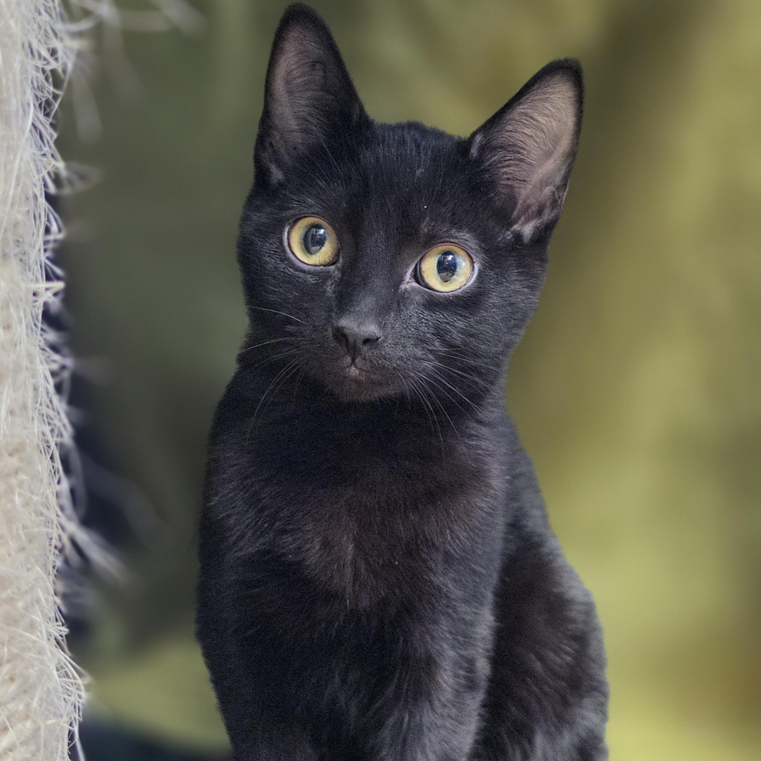 Nebula, a Adoptable Domestic Short Hair in Lowell, AR image 3/6