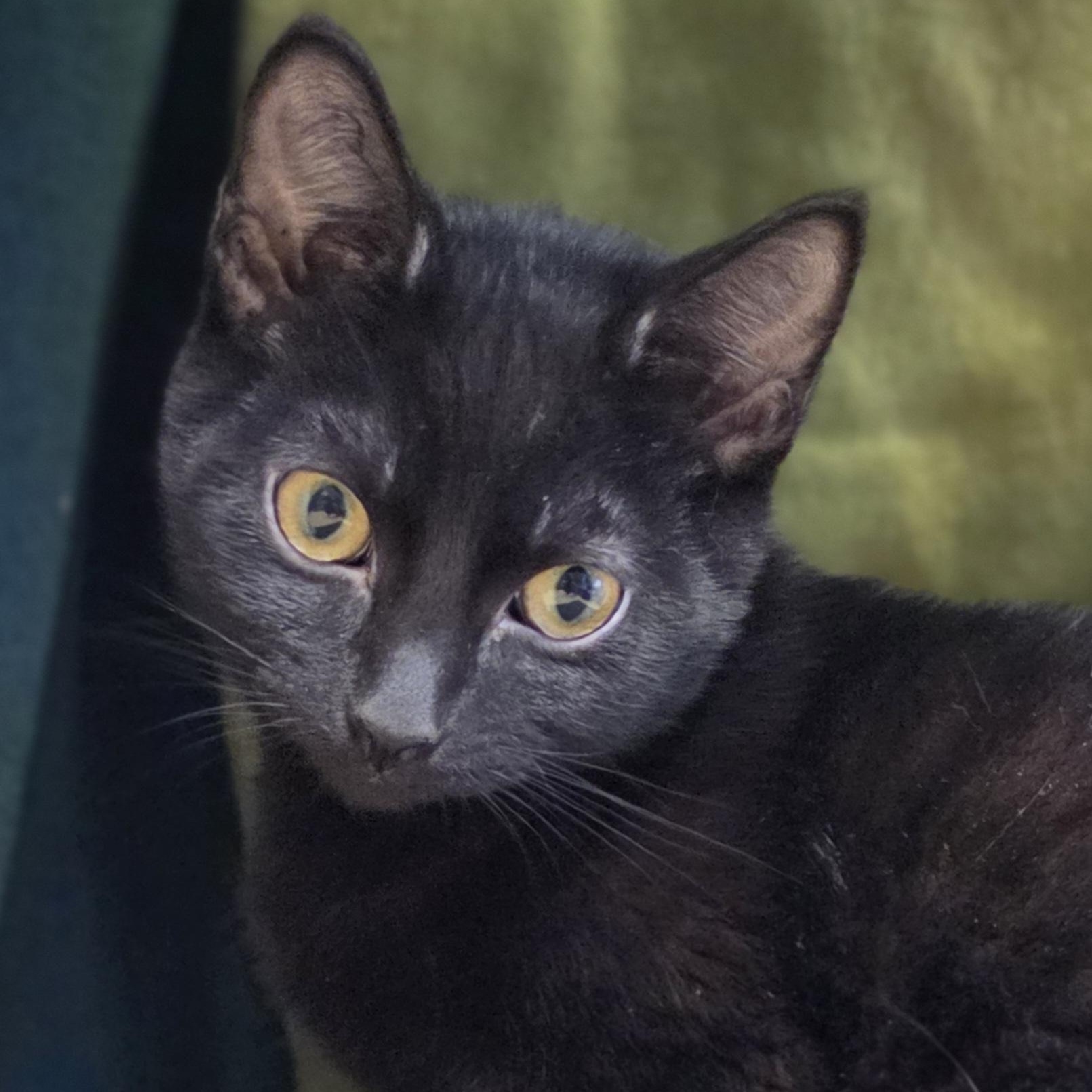Nebula, a Adoptable Domestic Short Hair in Lowell, AR image 2/6