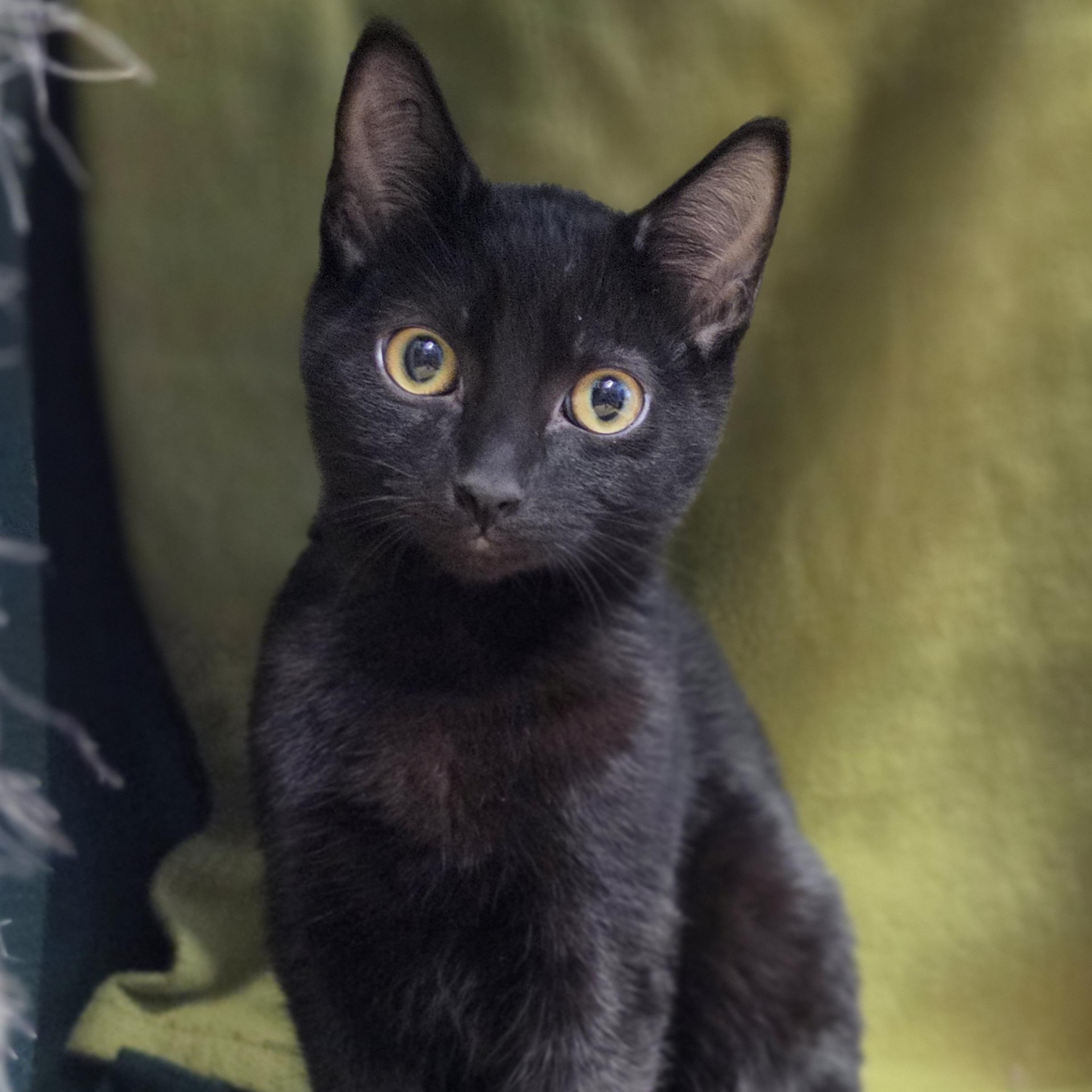 Nebula, a Adoptable Domestic Short Hair in Lowell, AR image 1/6