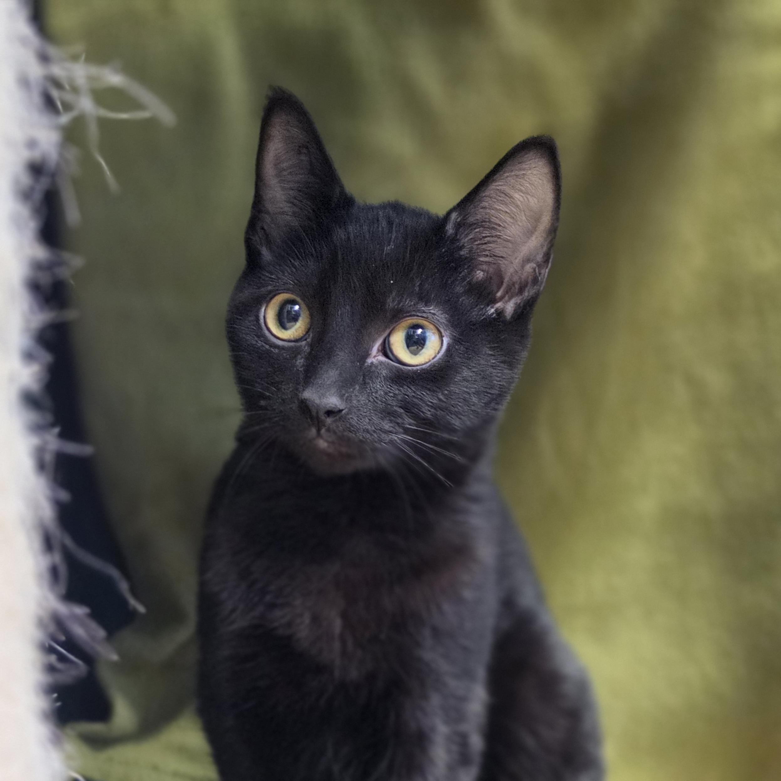 Nebula, a Adoptable Domestic Short Hair in Lowell, AR image 5/6