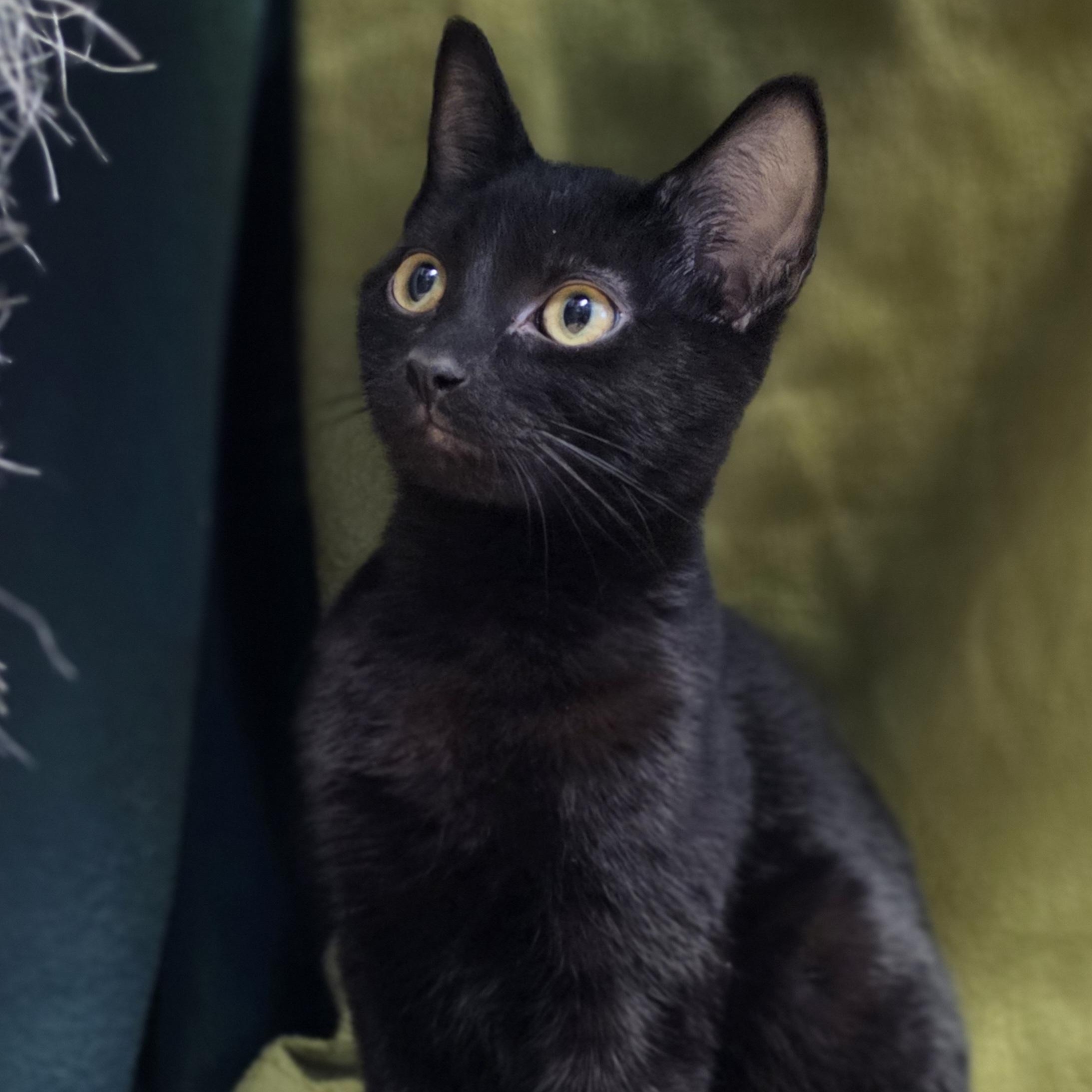 Nebula, a Adoptable Domestic Short Hair in Lowell, AR image 6/6