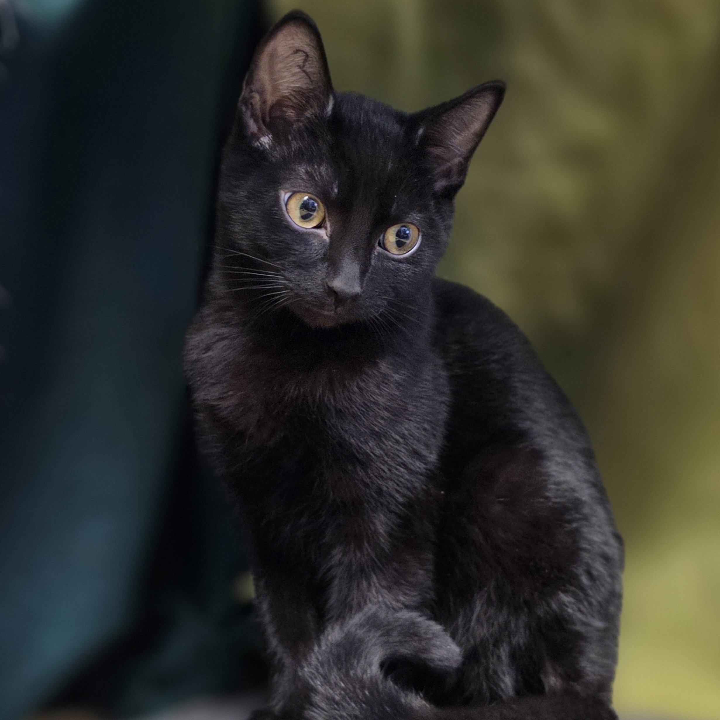 Nebula, a Adoptable Domestic Short Hair in Lowell, AR image 4/6